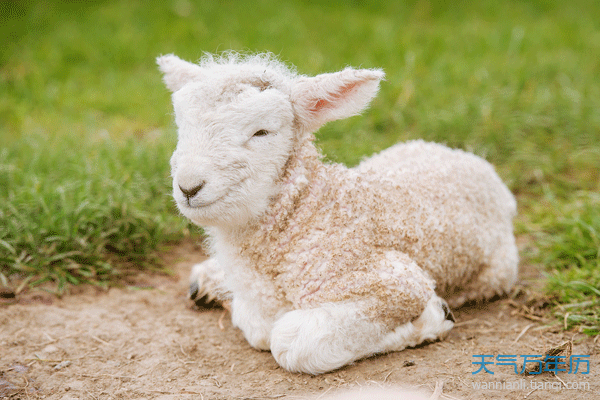 1991年出生的属羊人命格是怎样的？学习