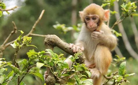 什么年猴年是中国十二生肖排行第九的动物