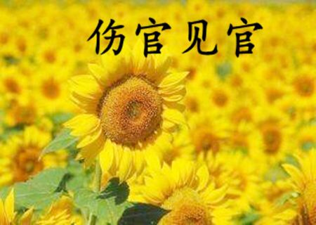 女命八字伤官见官