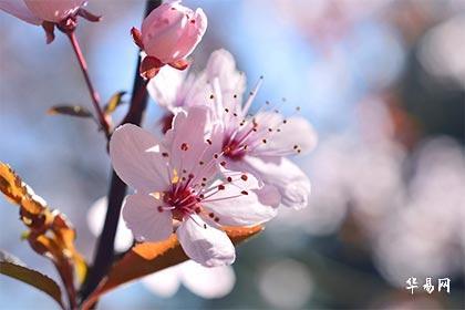 时柱有桃花意味着什么？解读八字桃花的属相与年份