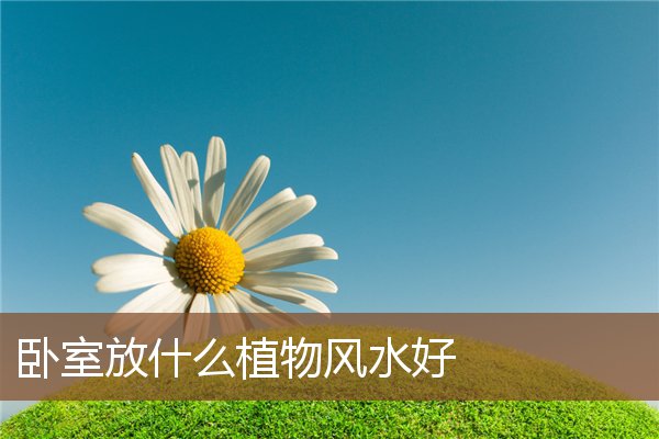 五行风水植物的选择与摆放：助你打造和谐办公环境